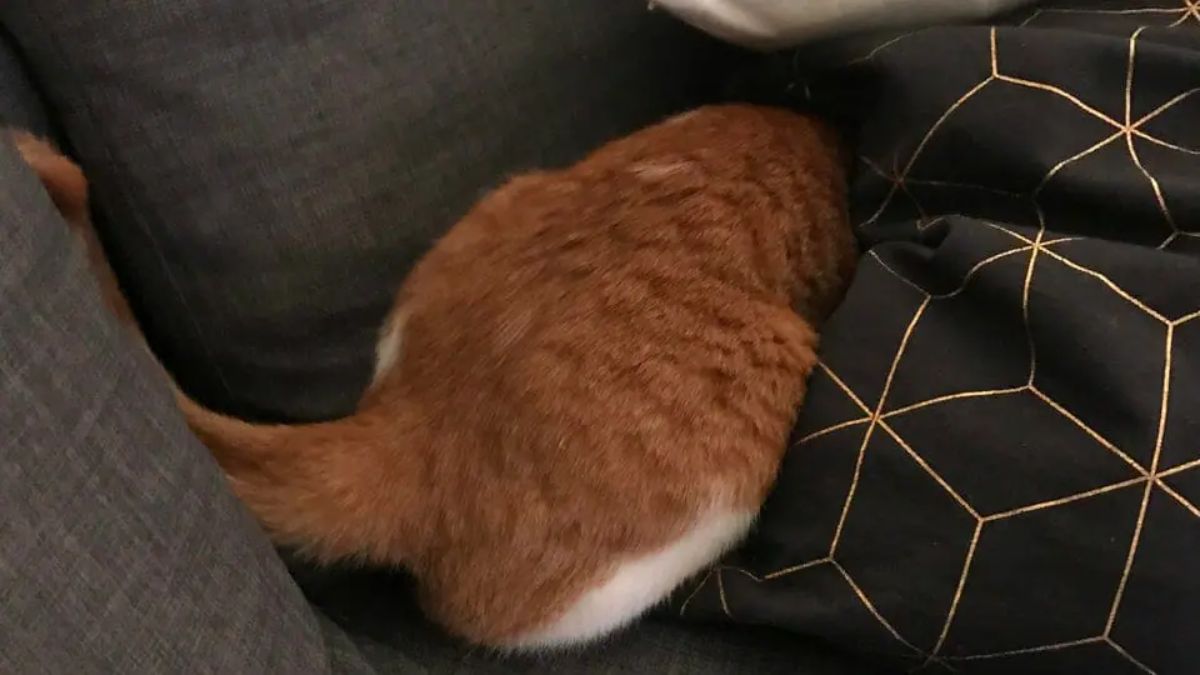 orange and white cat on a grey-black sofa with the head burrowed between black sofa cushions