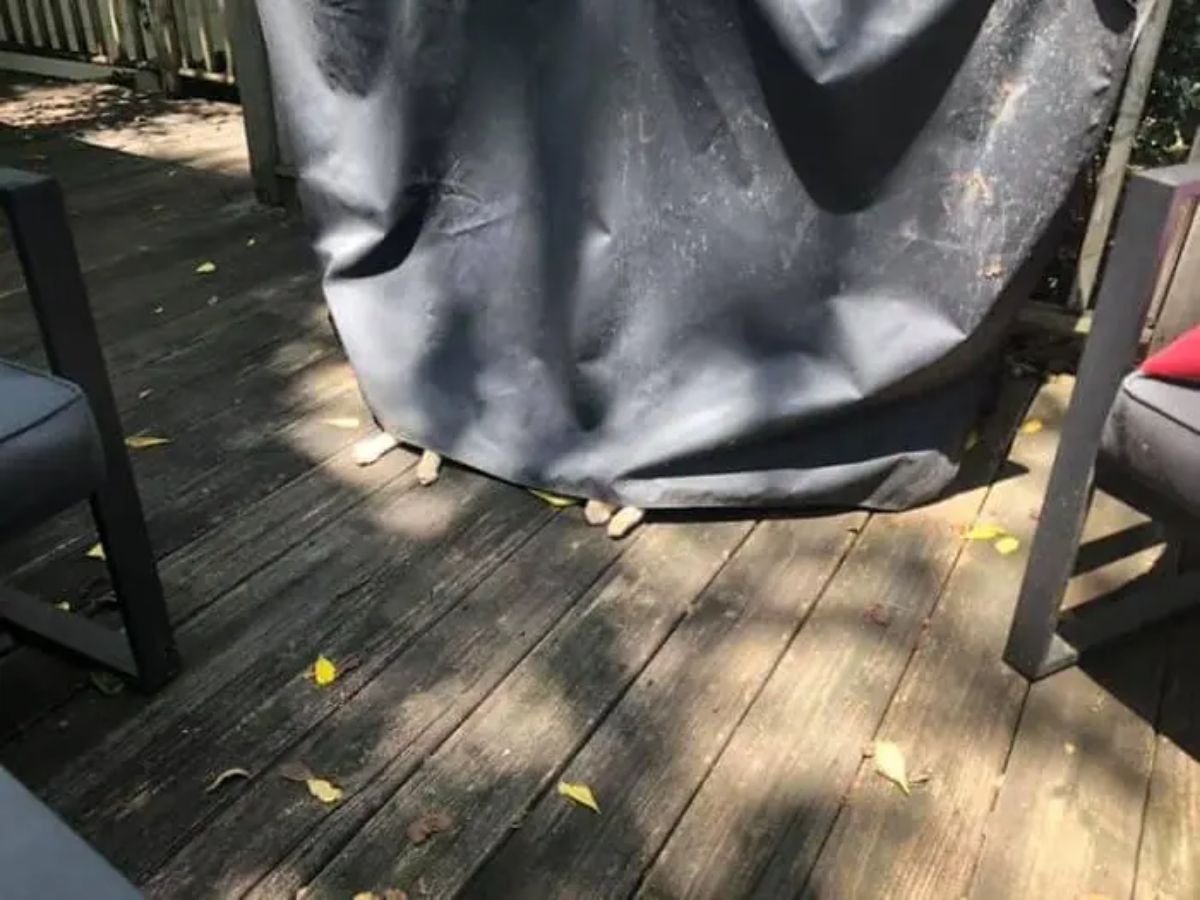 orange and white cat paws showing under a black tarp on a wooden patio