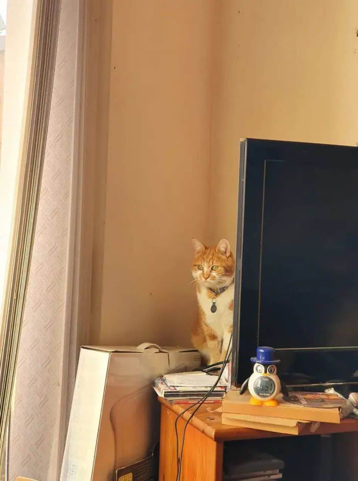 orange and white cat sitting on a table full of things behind a black television