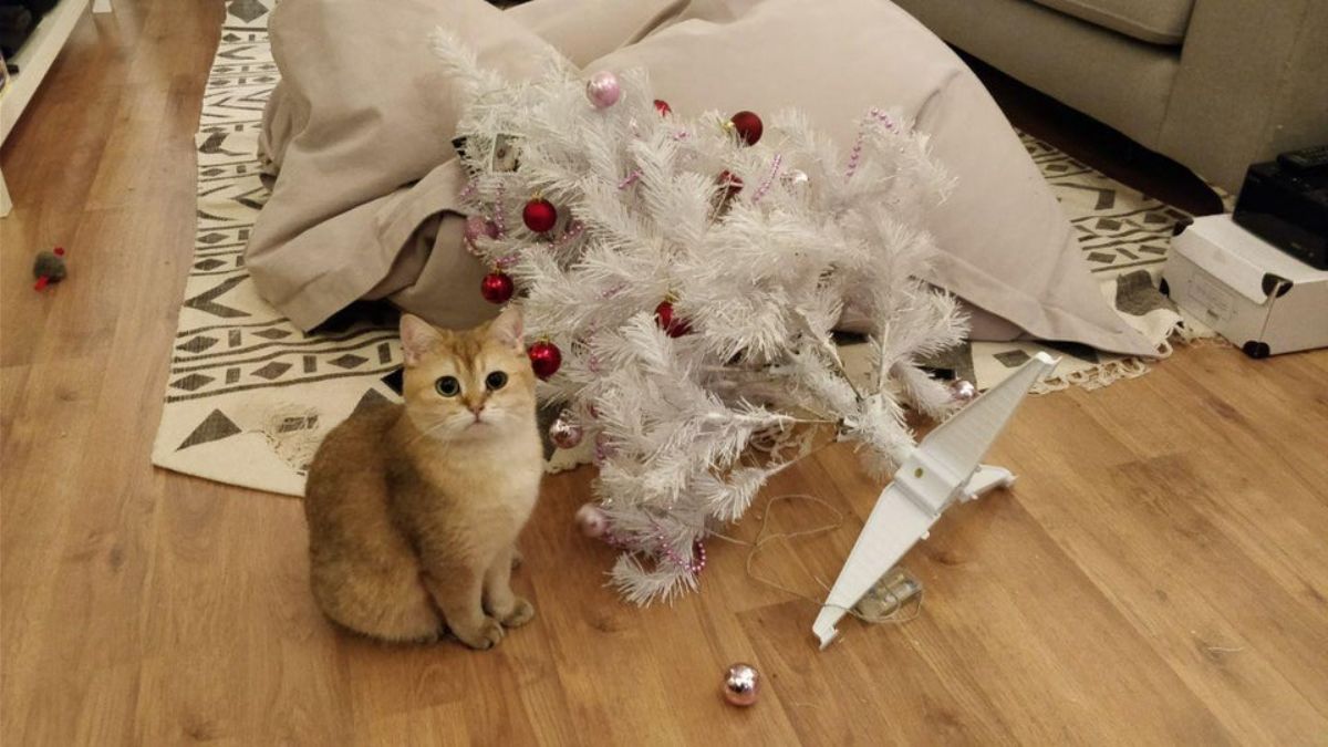 orange and white cat sitting on wooden floor next to a small fallen christmas tree