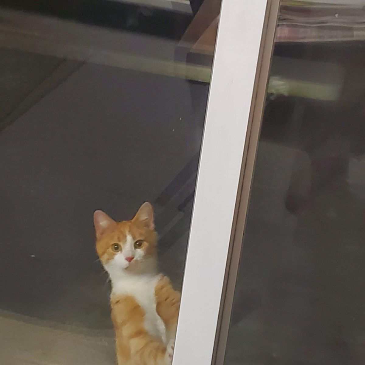 orange and white cat standing on hind legs outside a glass door with the front paws placed on the white door frame