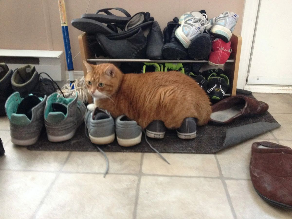 orange and white cat laying on 2 pairs of sneakers