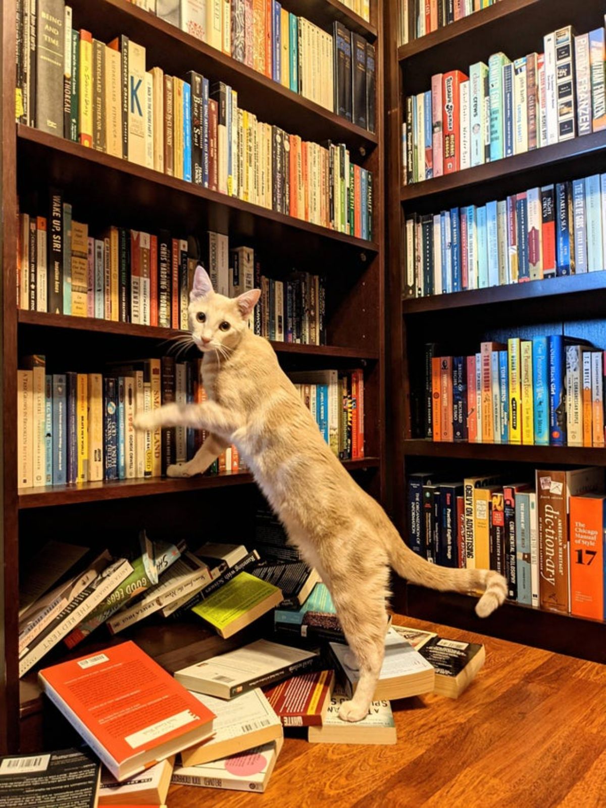 orange and whtie cat standing on hind legs surrounded by bookshelves with a pile of books on the floor