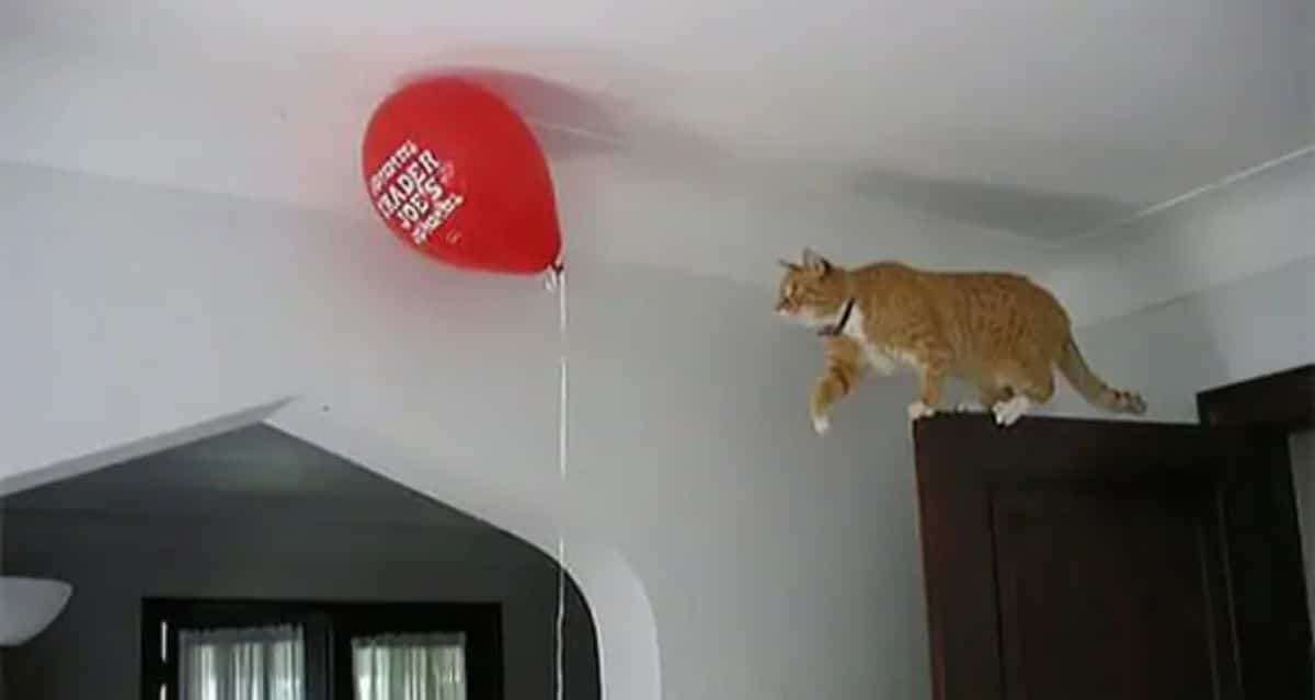 orange and white cat standing on the top of a brown door trying to reach a red balloon floating by the ceiling a little away