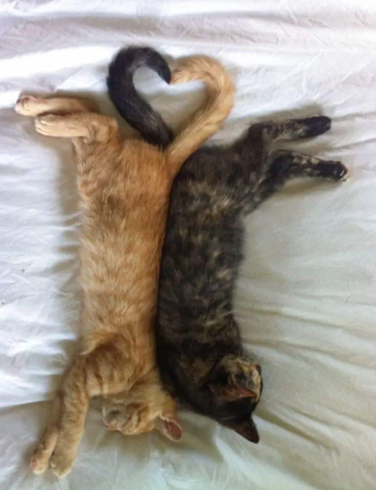 orange cat and tortoiseshell kittens sleeping on a white bed with the tails making a heart sign
