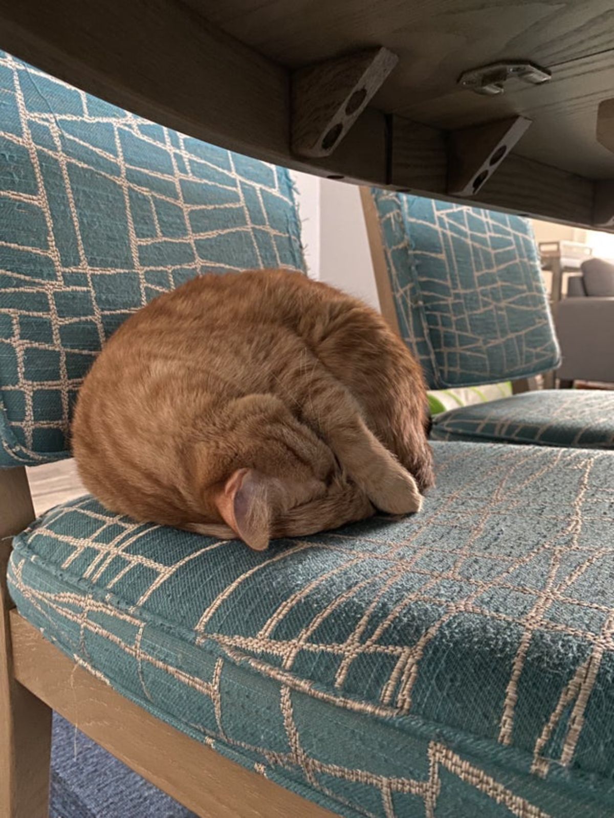 orange cat curled up in a ball on a blue and white patterned dining chair