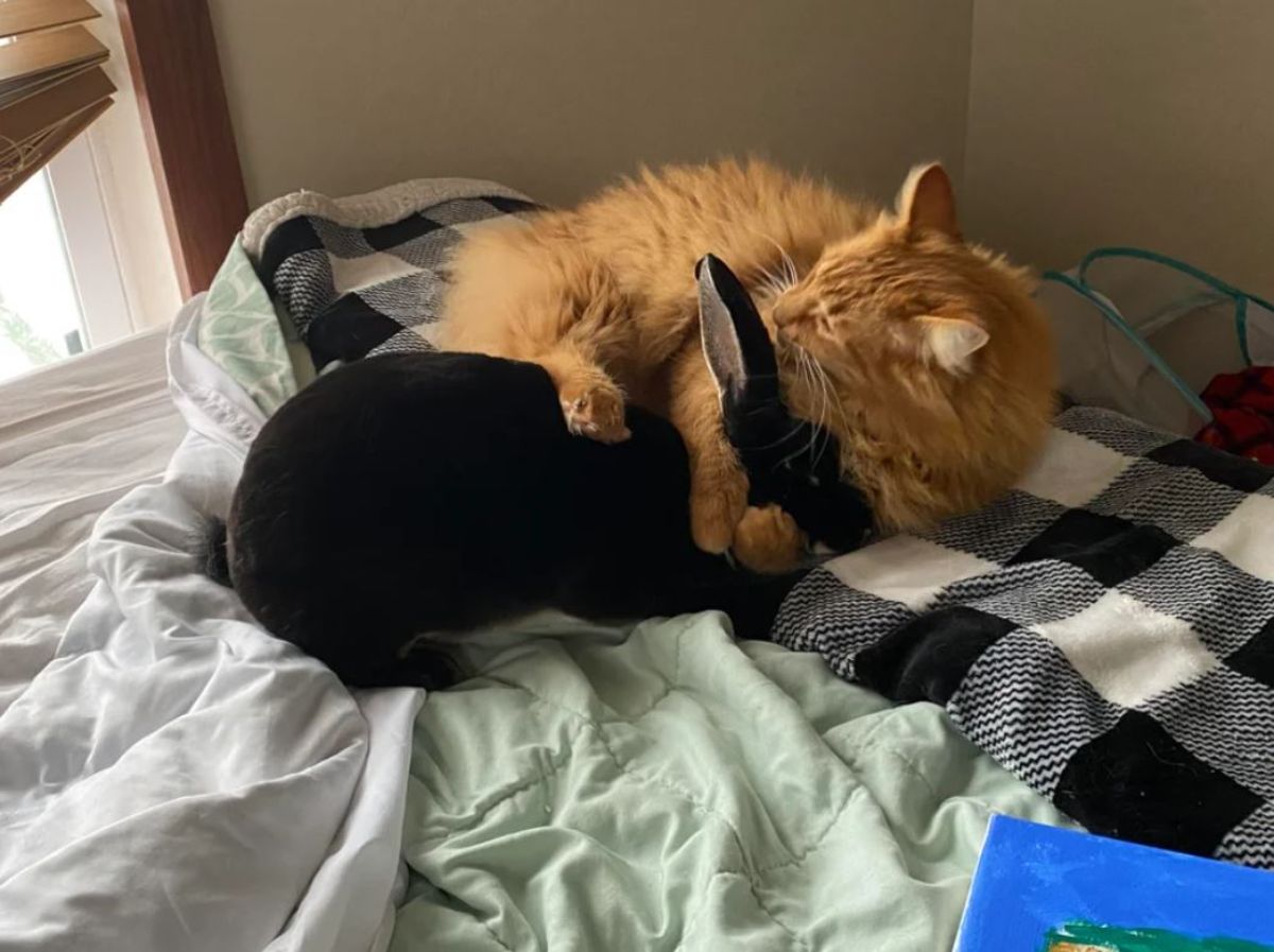 orange cat grooming a black rabbit on a bed