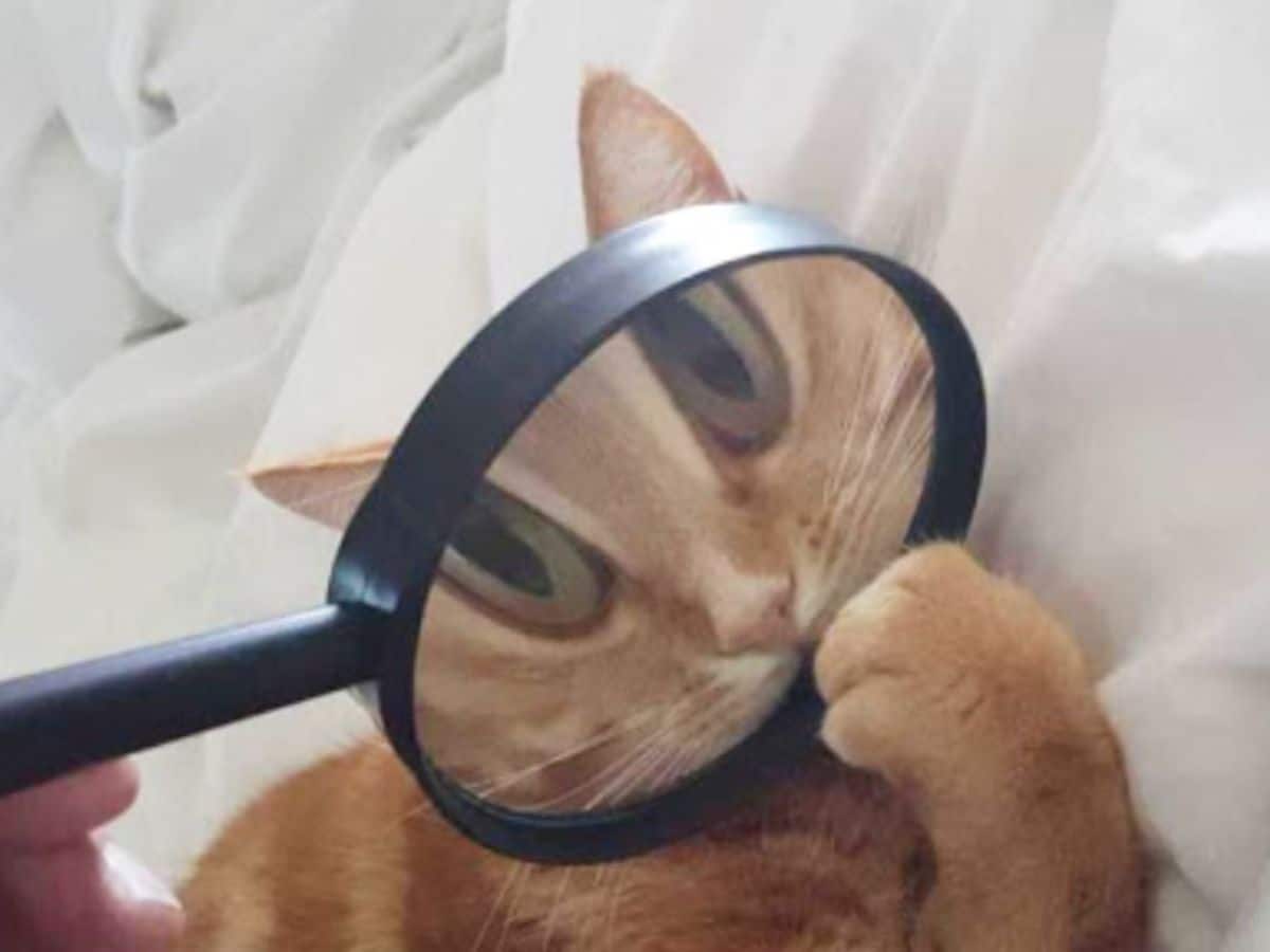 orange cat holding onto magnifying glass with the face seen through the glass