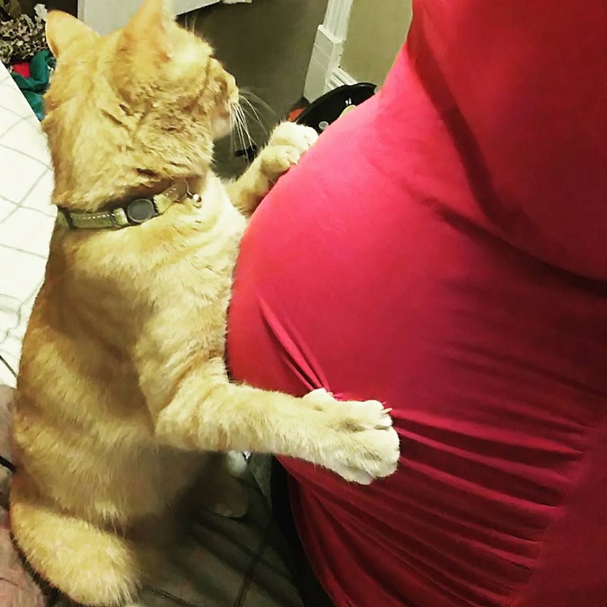 orange cat hugging a pregnant person's stomach