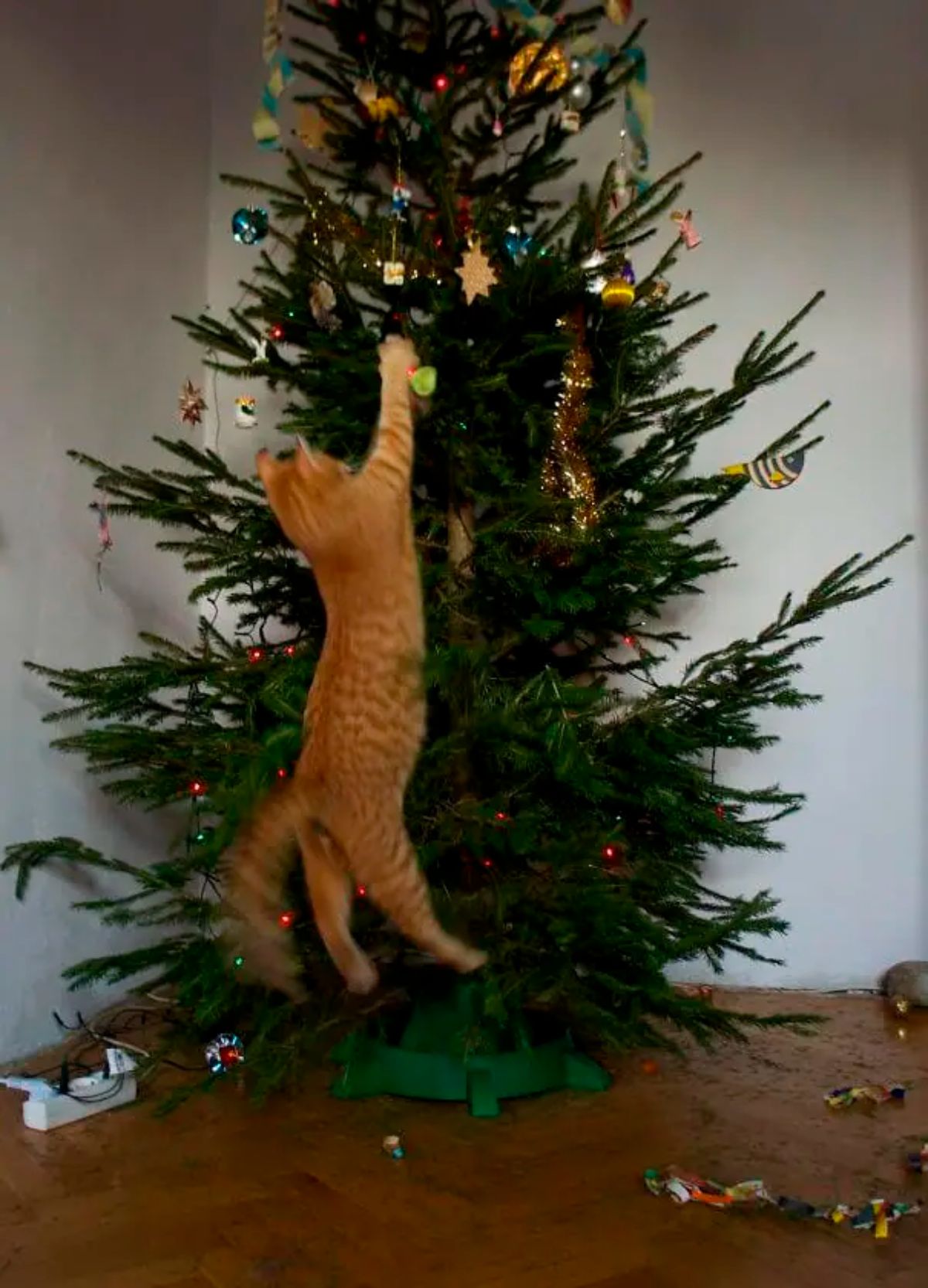 orange cat jumping up to swat at a decoration on a christmas tree