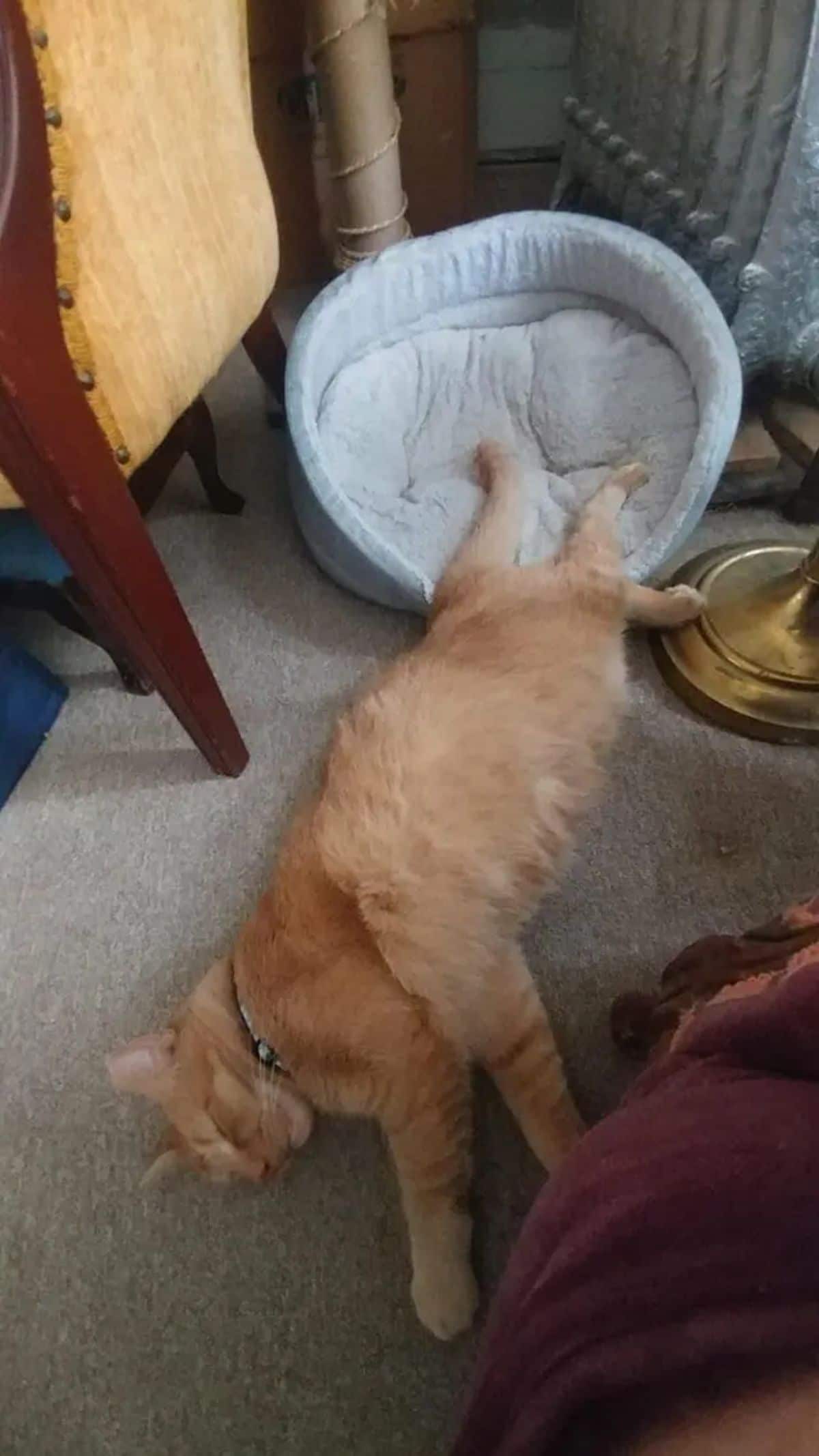 orange cat laying on the floor and sleeping with only the back feet inside a grey cat bed