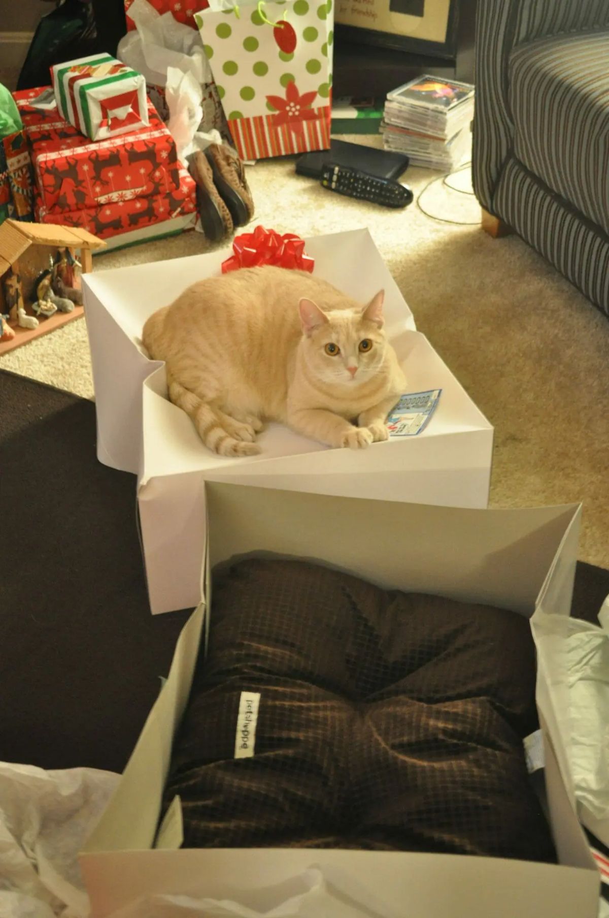 orange cat laying on the top of a white cardboard box with a red box next to a brown cat bed