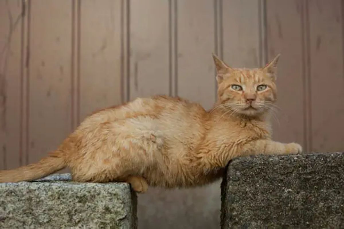 orange cat laying on two grey concrete platforms that aren't meeting in the middle