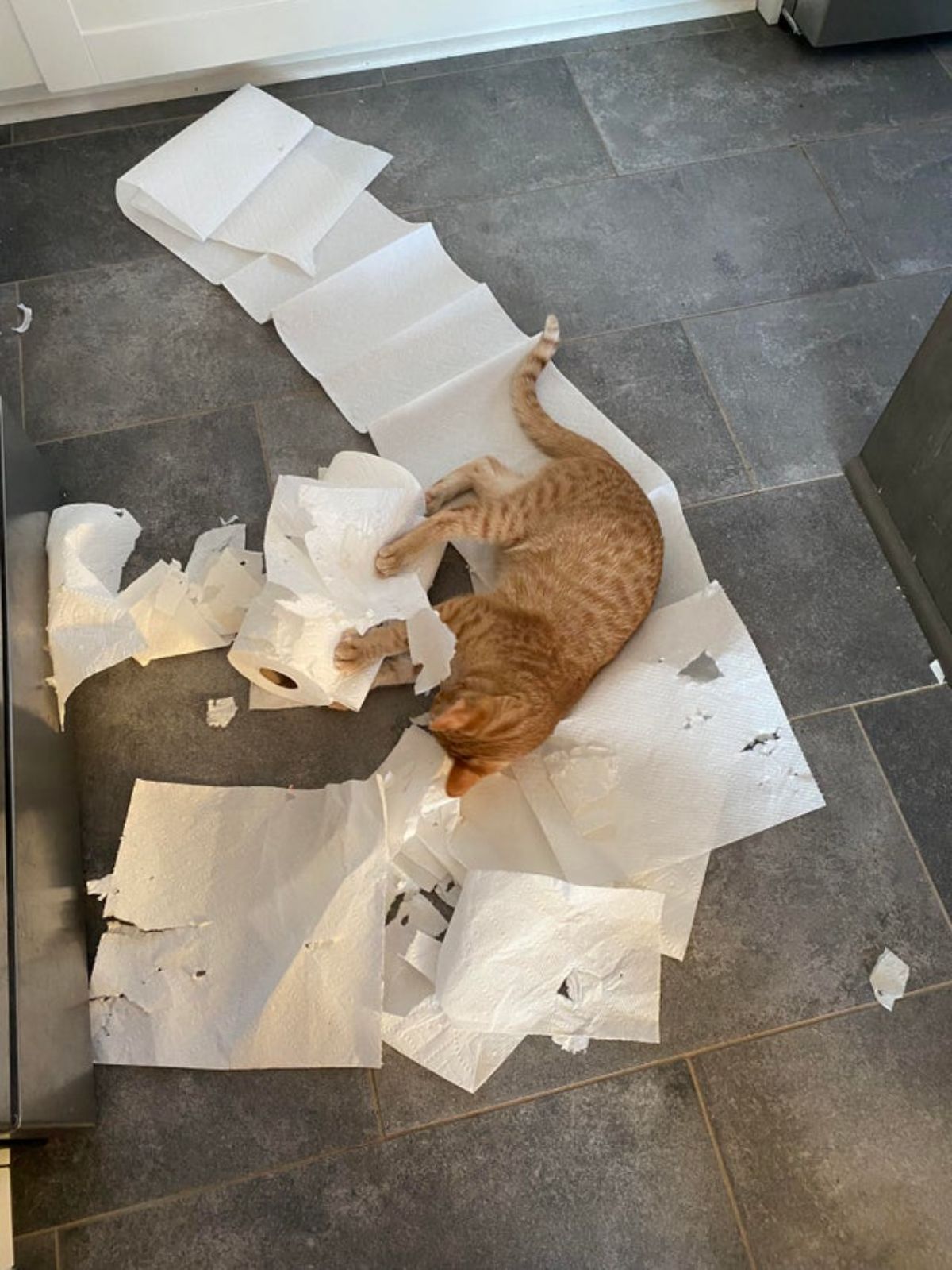 orange cat laying on white paper towels ripped up from the rolls