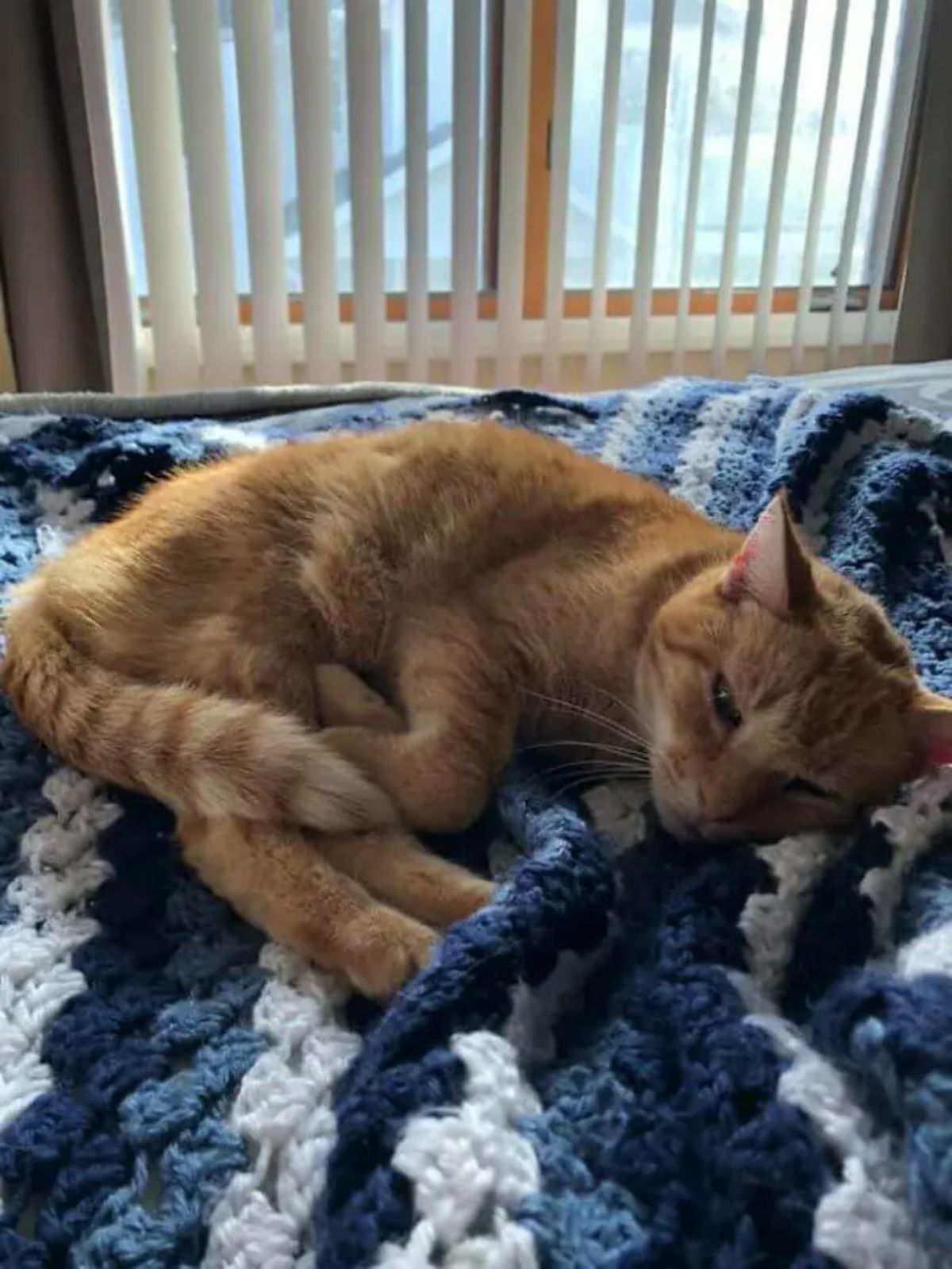 orange cat laying sideways on a blue and white knitted blanket