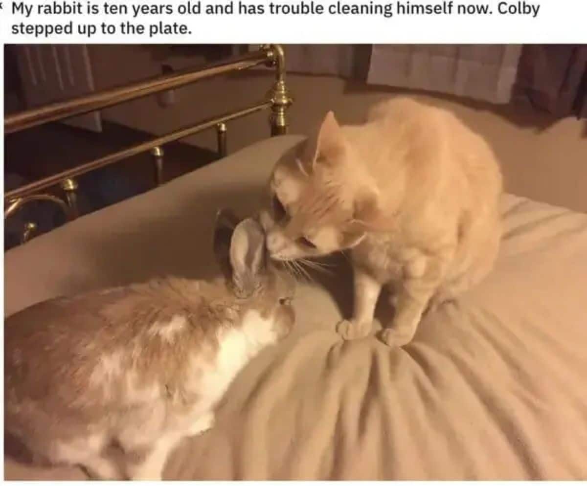 orange cat licking the ears of an orange and white rabbit on a beige bed