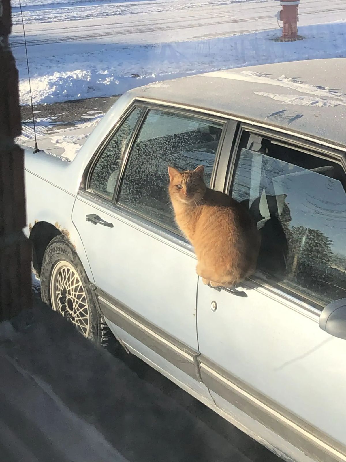 orange cat perching on a handle of a silver car