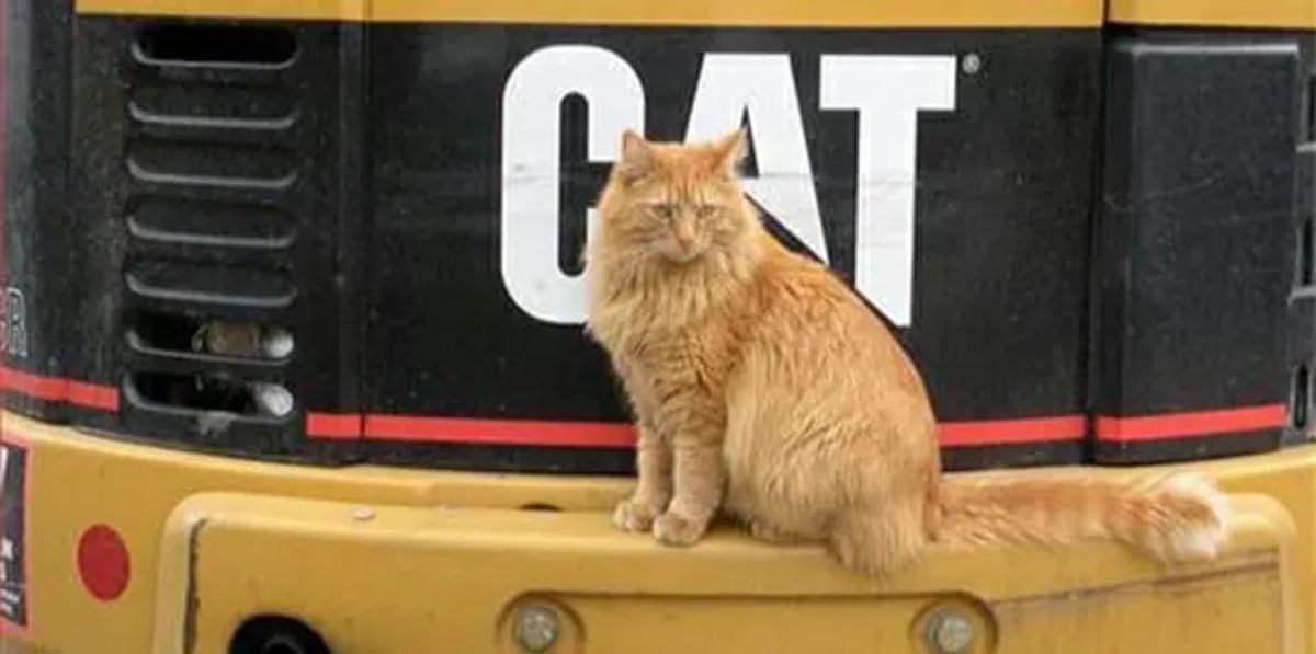 orange cat sitting at the front of a yellow and black CAT machine
