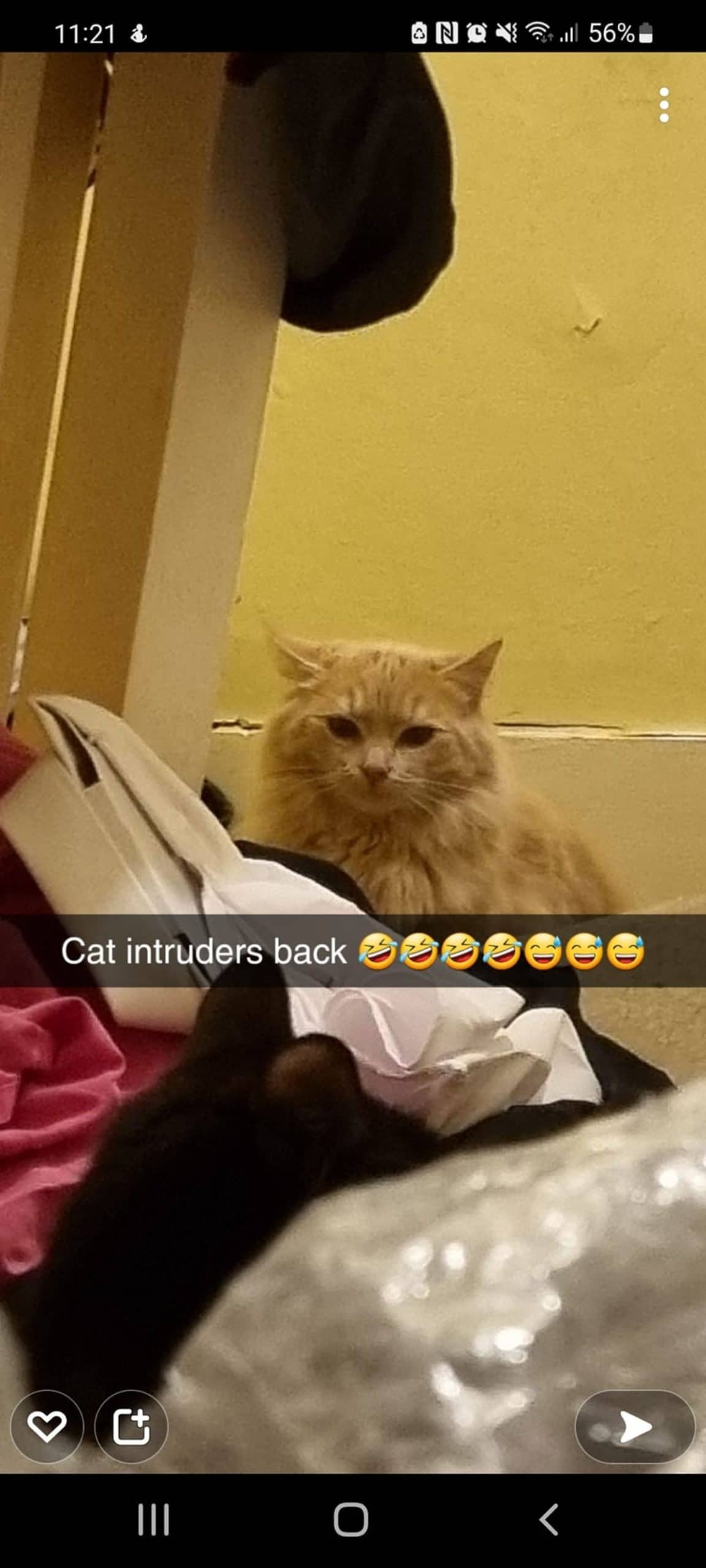 orange cat sitting behind a pile of things and a black cat with the caption cat intruders back