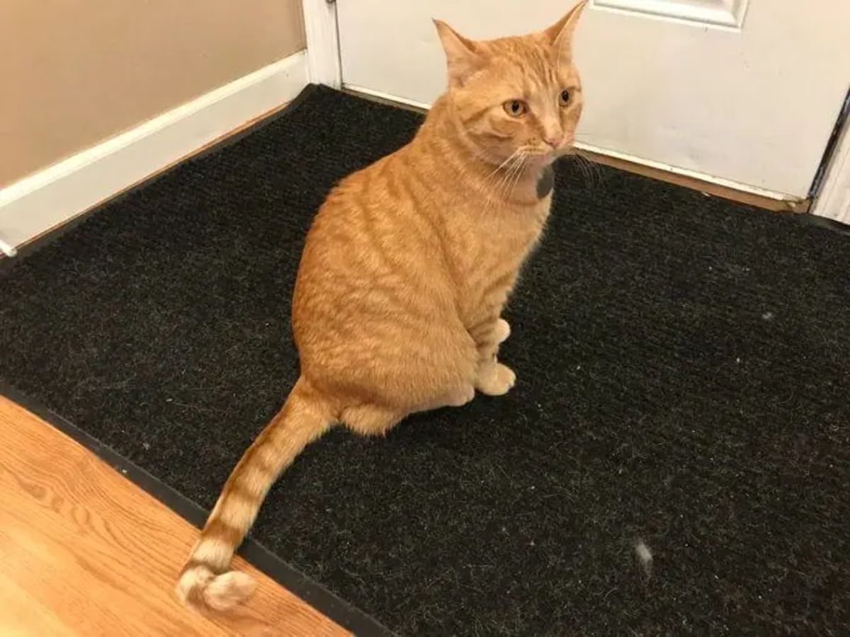 orange cat sitting on a black rug in front of a white door