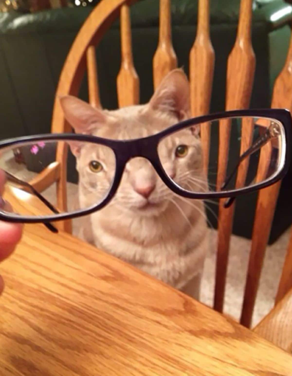 orange cat sitting on a wooden chair looking through black framed spectacles