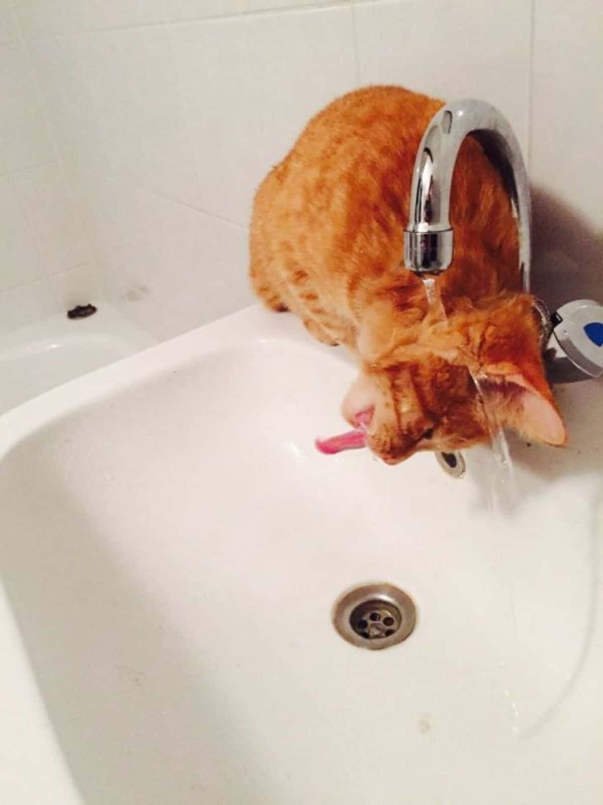 orange cat sitting on the edge of a white wash basin and having water dripping on the side of the and the tongue sticking out