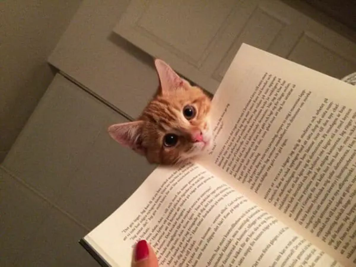 orange kitten looking over someone's open book placing the chin on the book