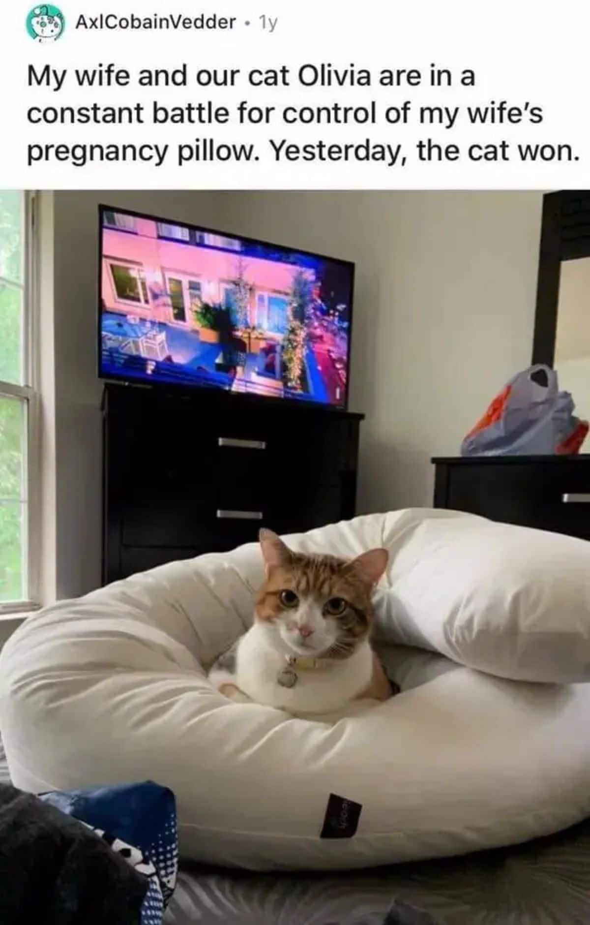 orange white and black cat sitting in a white pregnancy pillow
