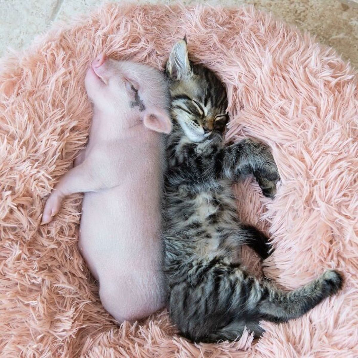pink piglet and grey tabby sleeping back to back in a cream fluffy cat bed