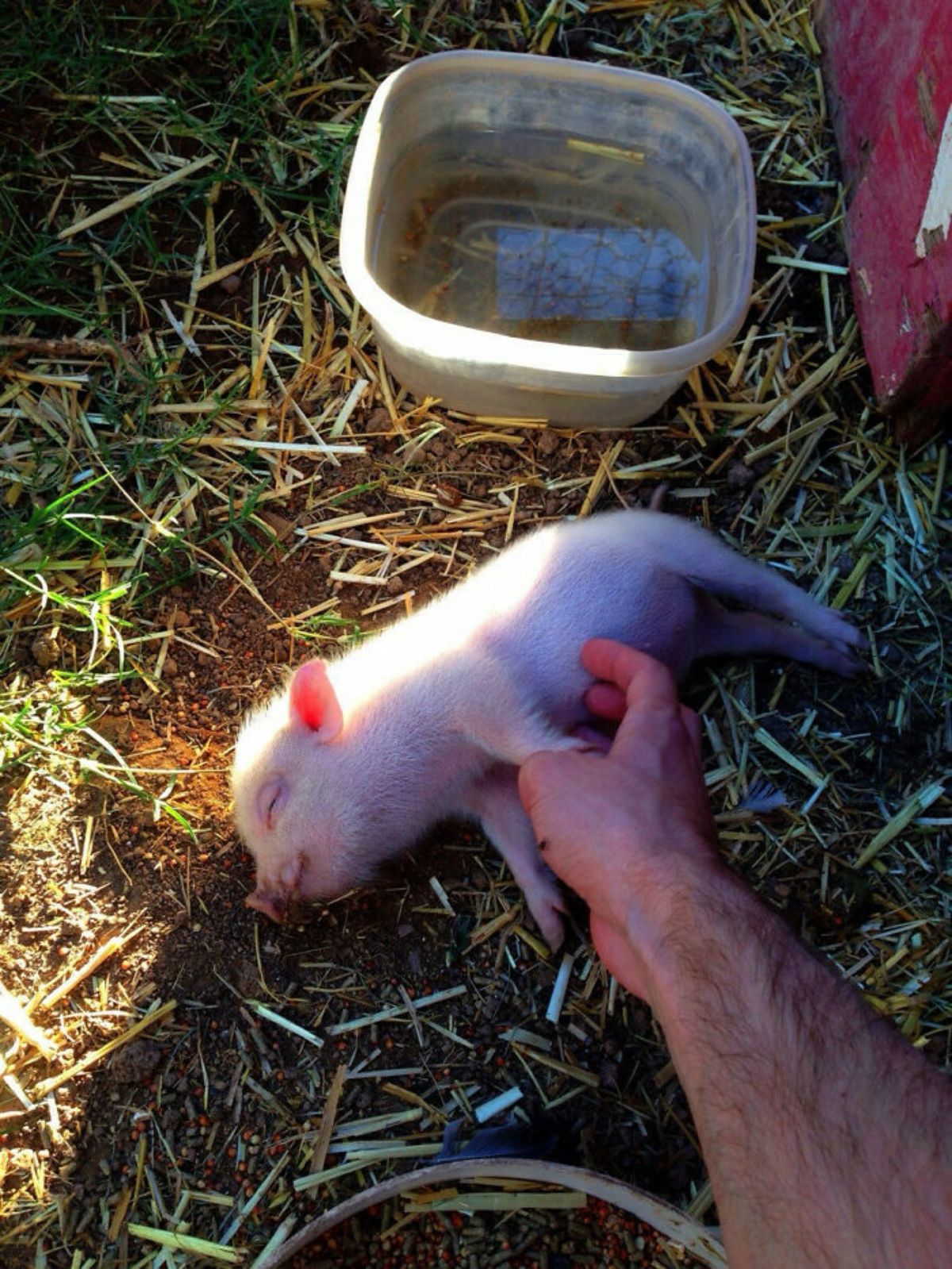 pink piglet laying on its side getting the belly rubbed by someone