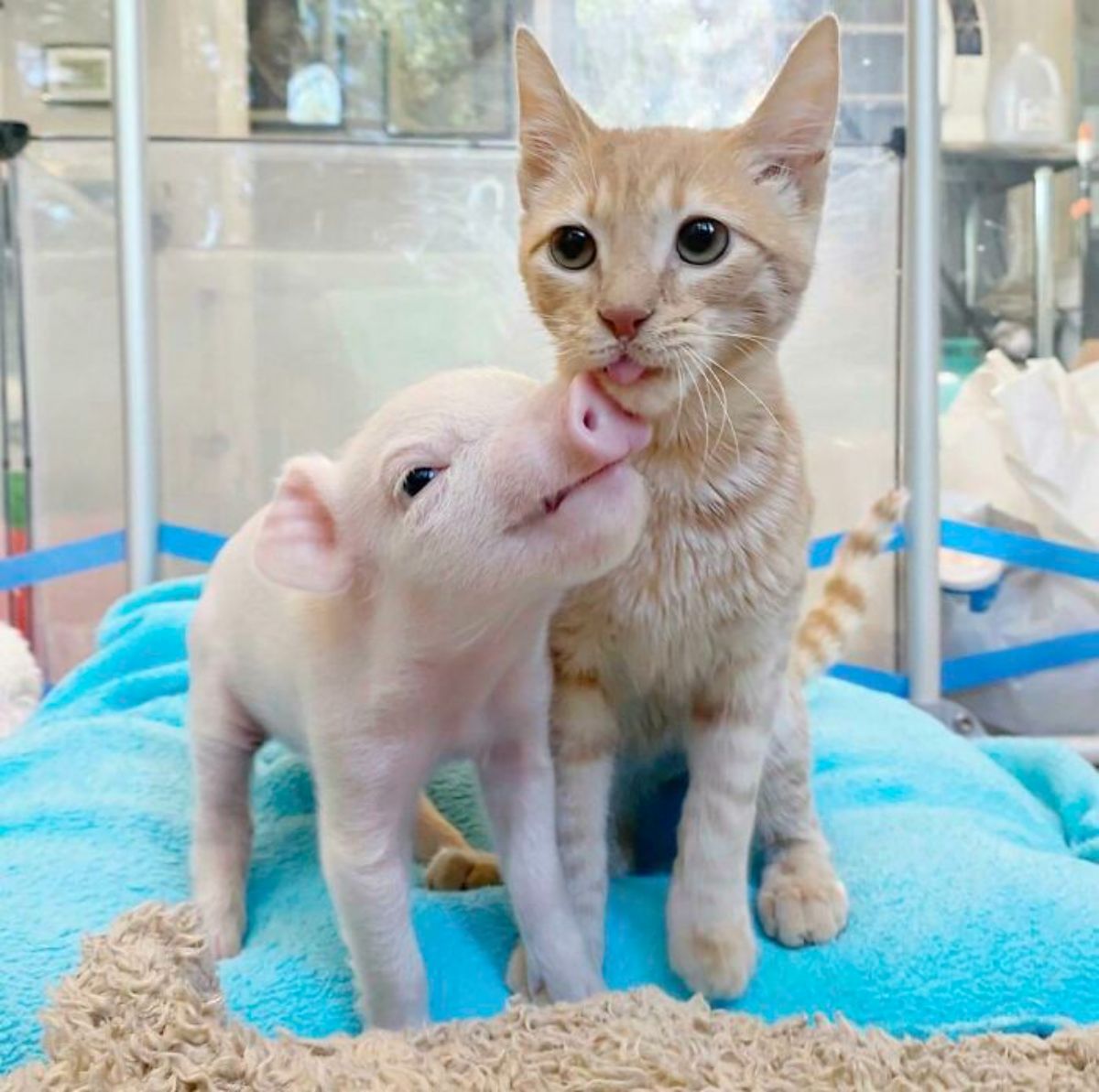 pink piglet nuzzling an orange kitten with its tongue sticking out slightly on a blue blanket