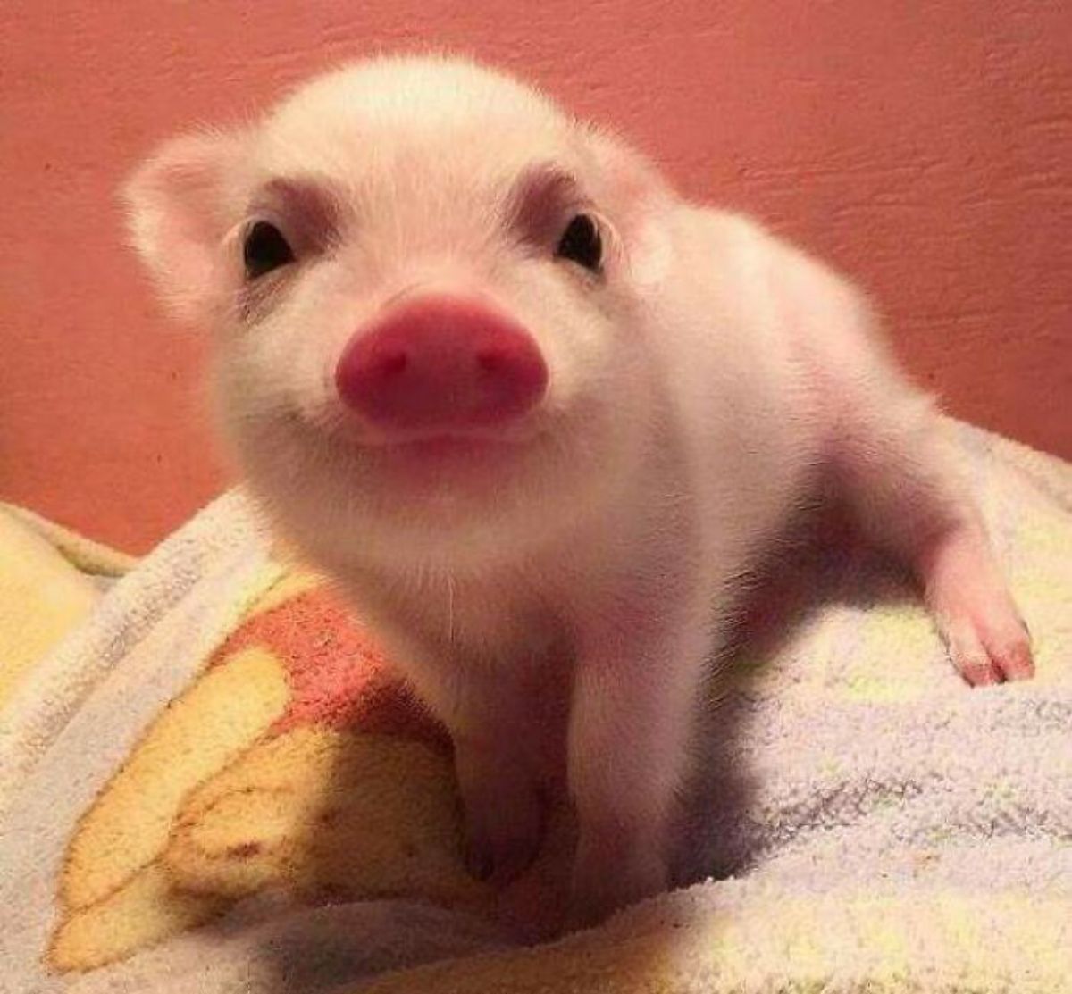 pink piglet on a winnie the pooh blanket