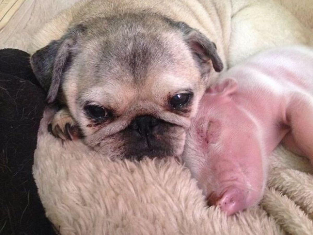 pink piglet sleeping on a beige fluffy blanket with a brown pug
