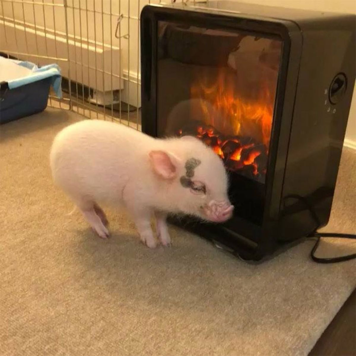 pink piglet standing in front of a fire