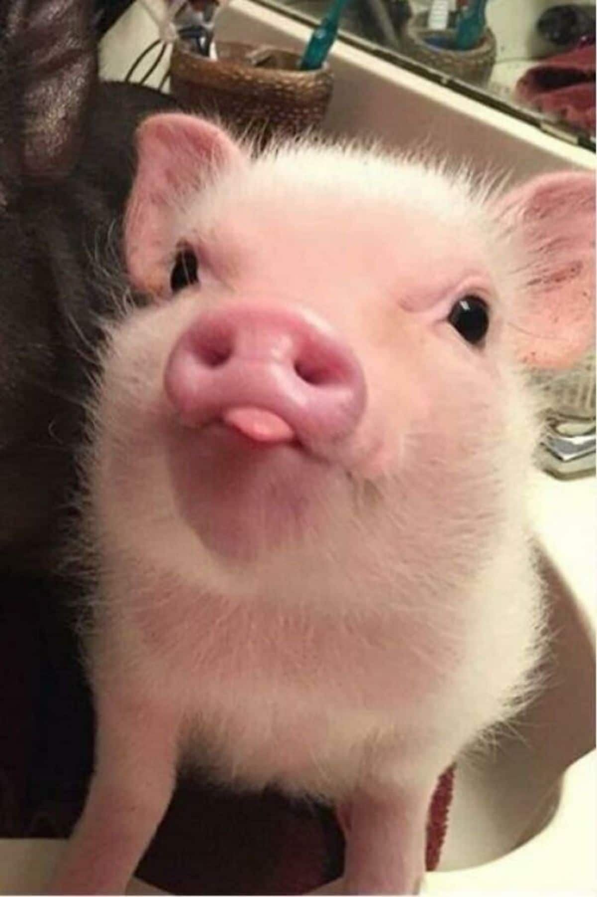 pink piglet standing with the tip of the tongue sticking out