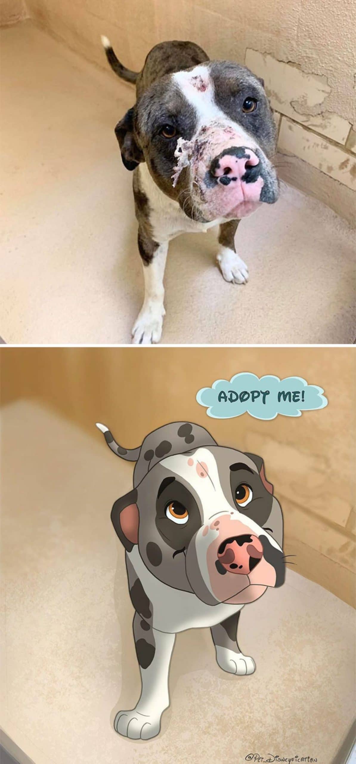 real photo and cartoon image of a black and white pitbull with skin peeling off on its face