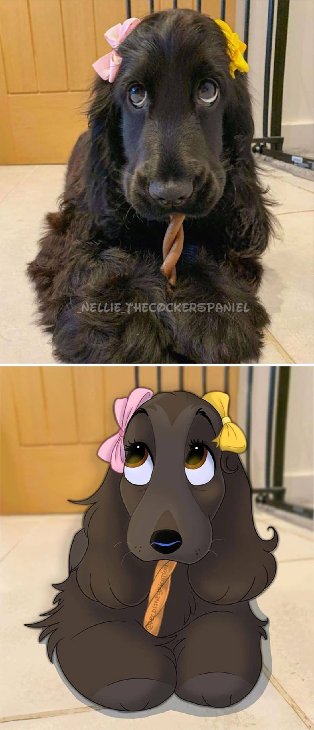 real photo and cartoon image of a black cocker spaniel eating a brown treat with a pink bow and yellow bow on either ear