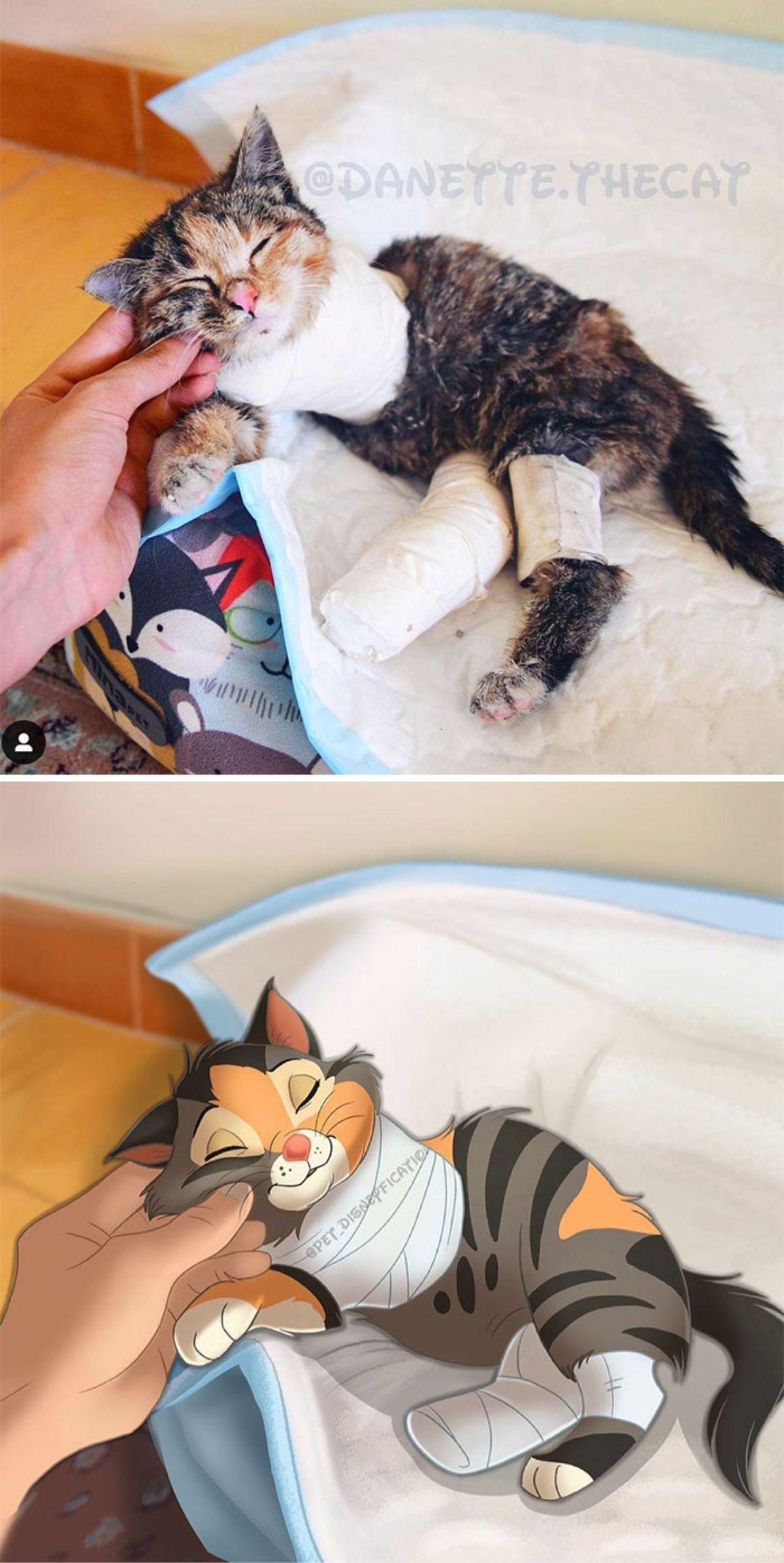real photo and cartoon image of a black orange and white cat with bandages around the neck and two of the legs