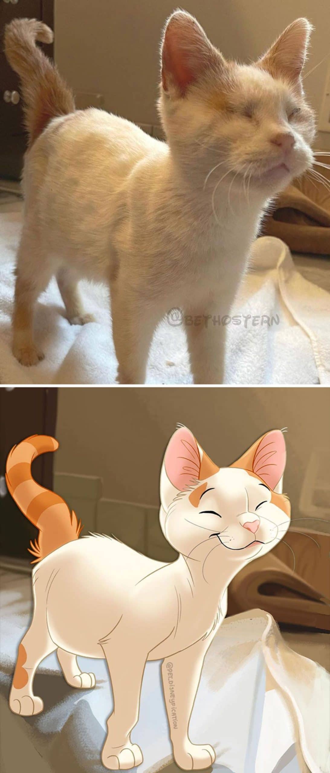 real photo and cartoon image of a blind white and orange cat