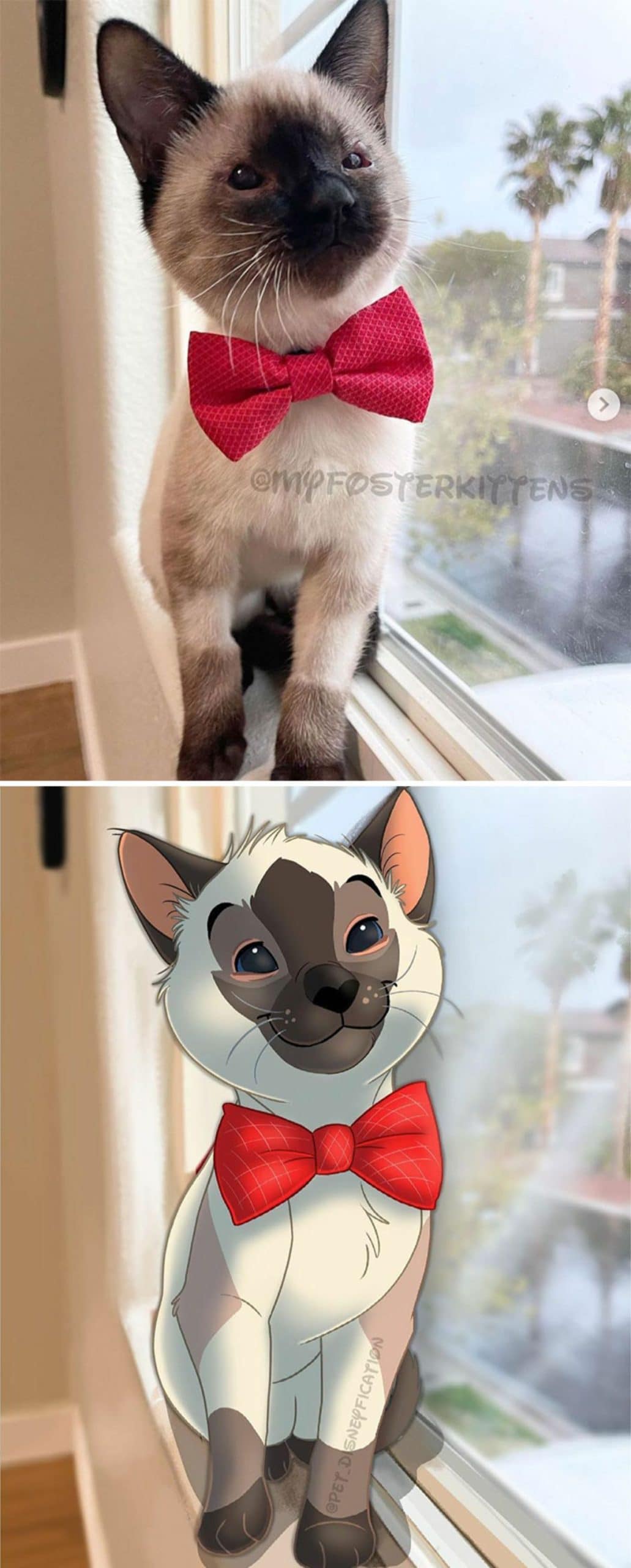 real photo and cartoon image of a brown and black siamese kitten wearing a red bowtie