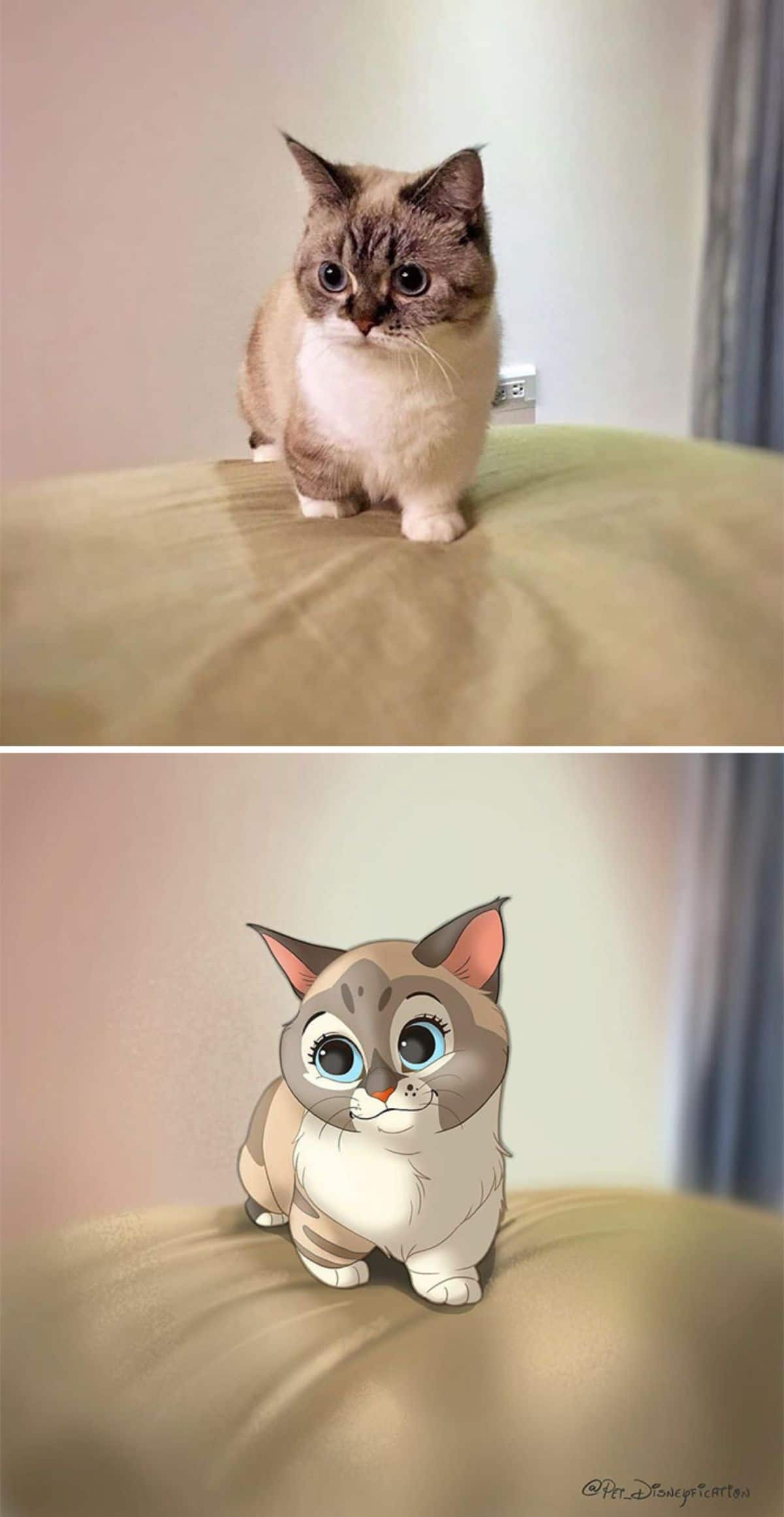 real photo and cartoon image of a brown and white cat standing on a green bed