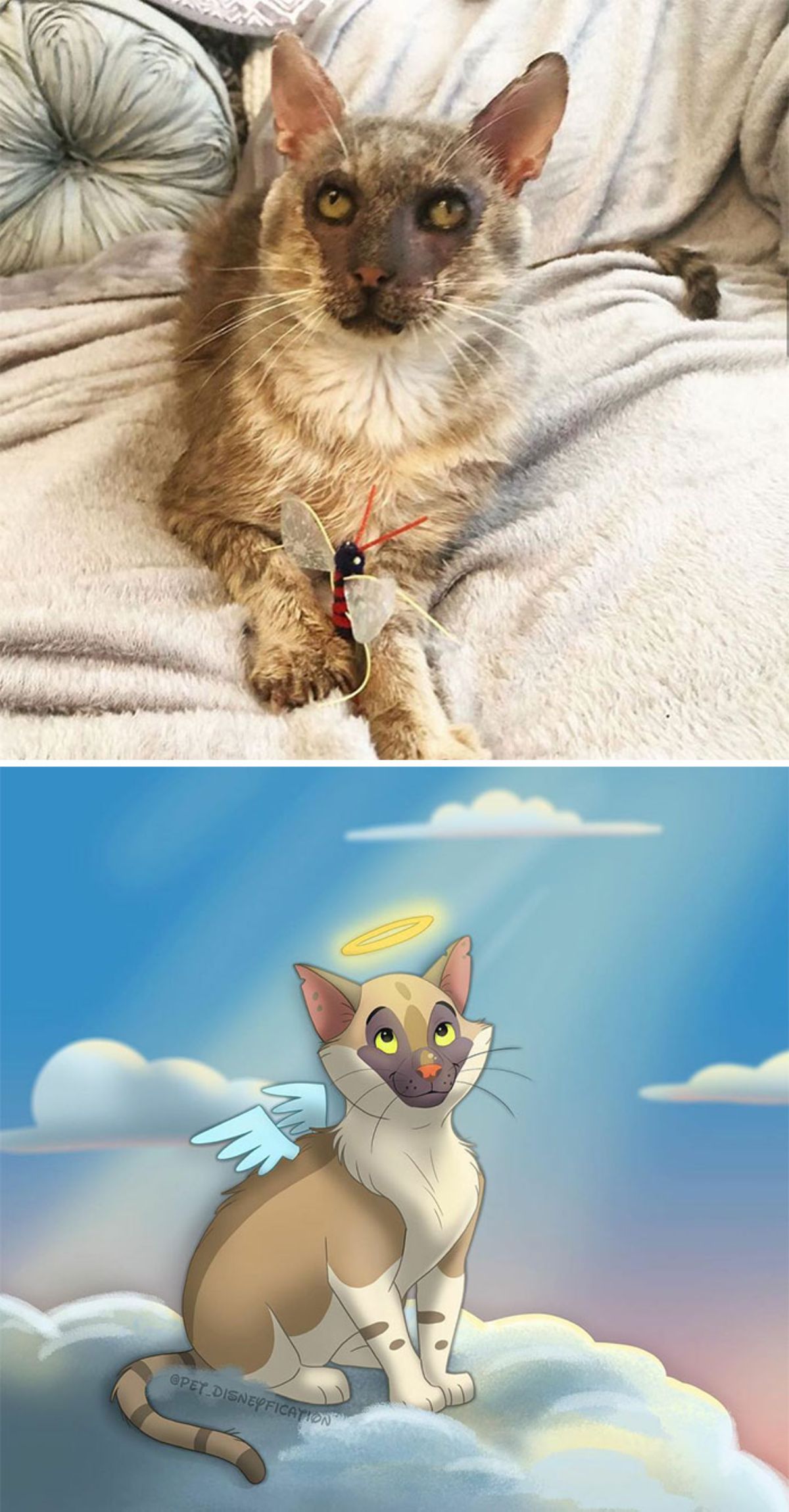 real photo and cartoon image of a brown and white cat with a brown patch on its face laying on a white blanket holding a butterfly toy