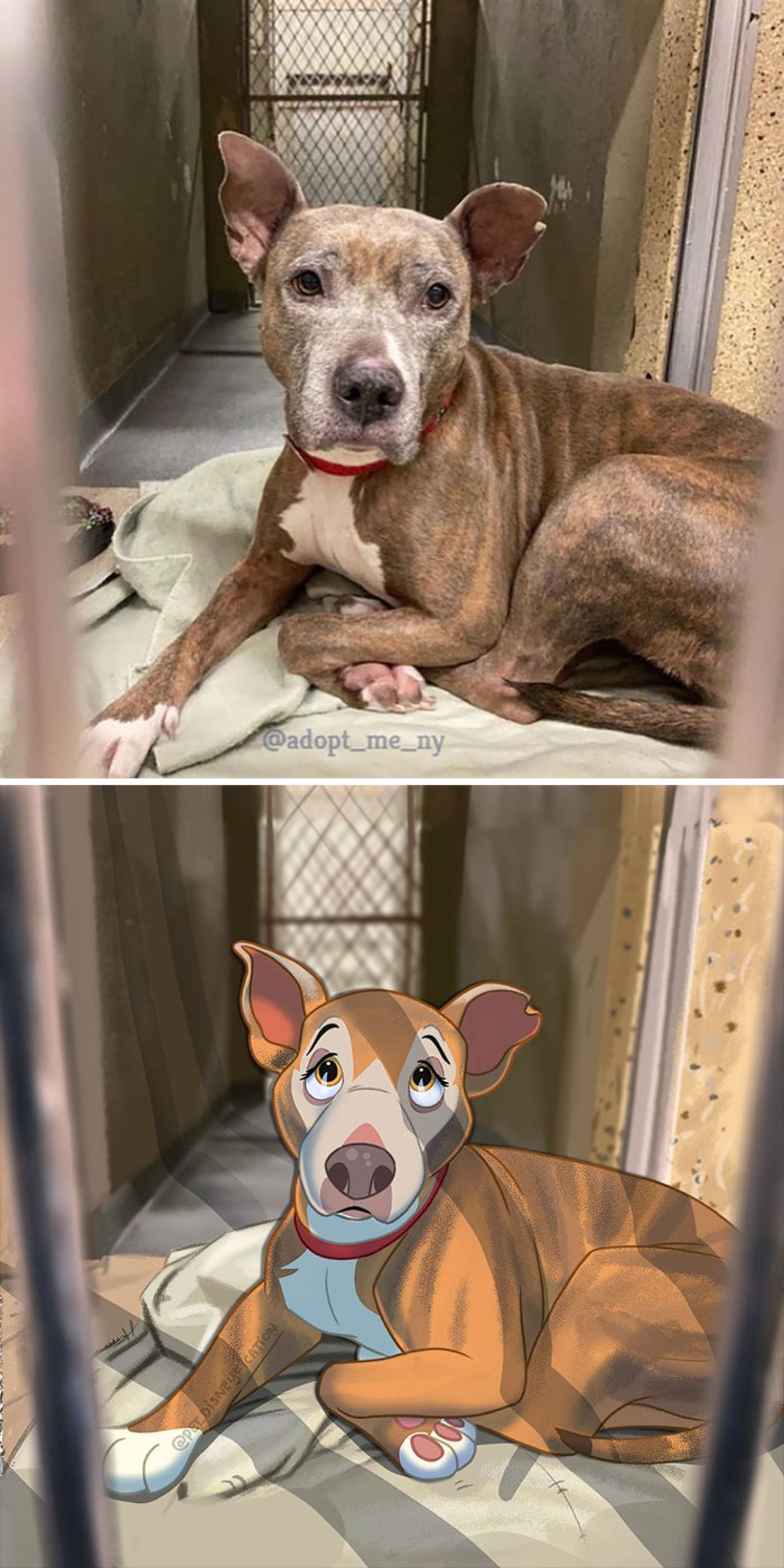real photo and cartoon image of a brown and white dog laying on a grene blanket in a shelter room