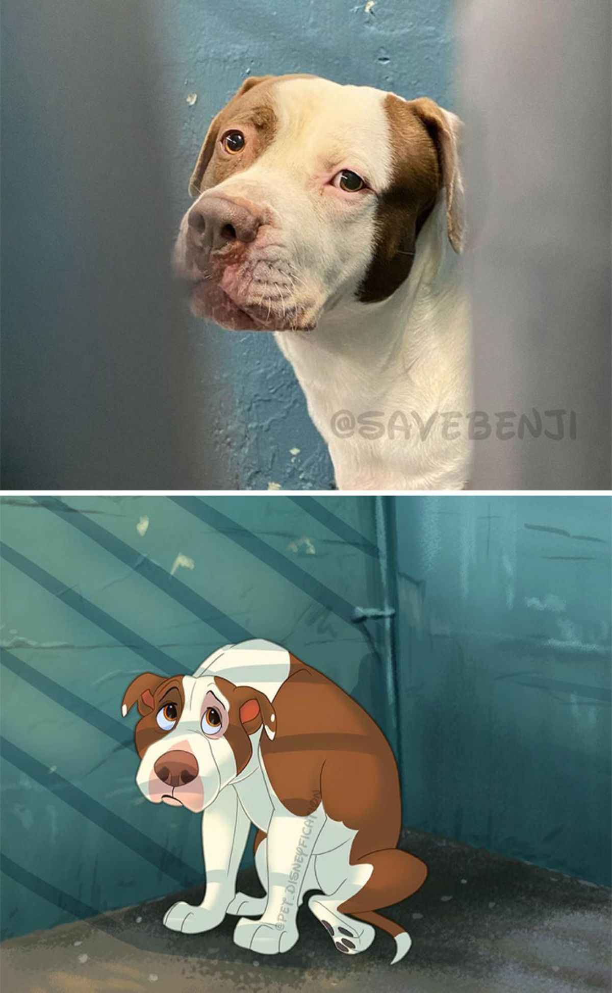 real photo and cartoon image of a brown and white dog slumped in a corner of a cage