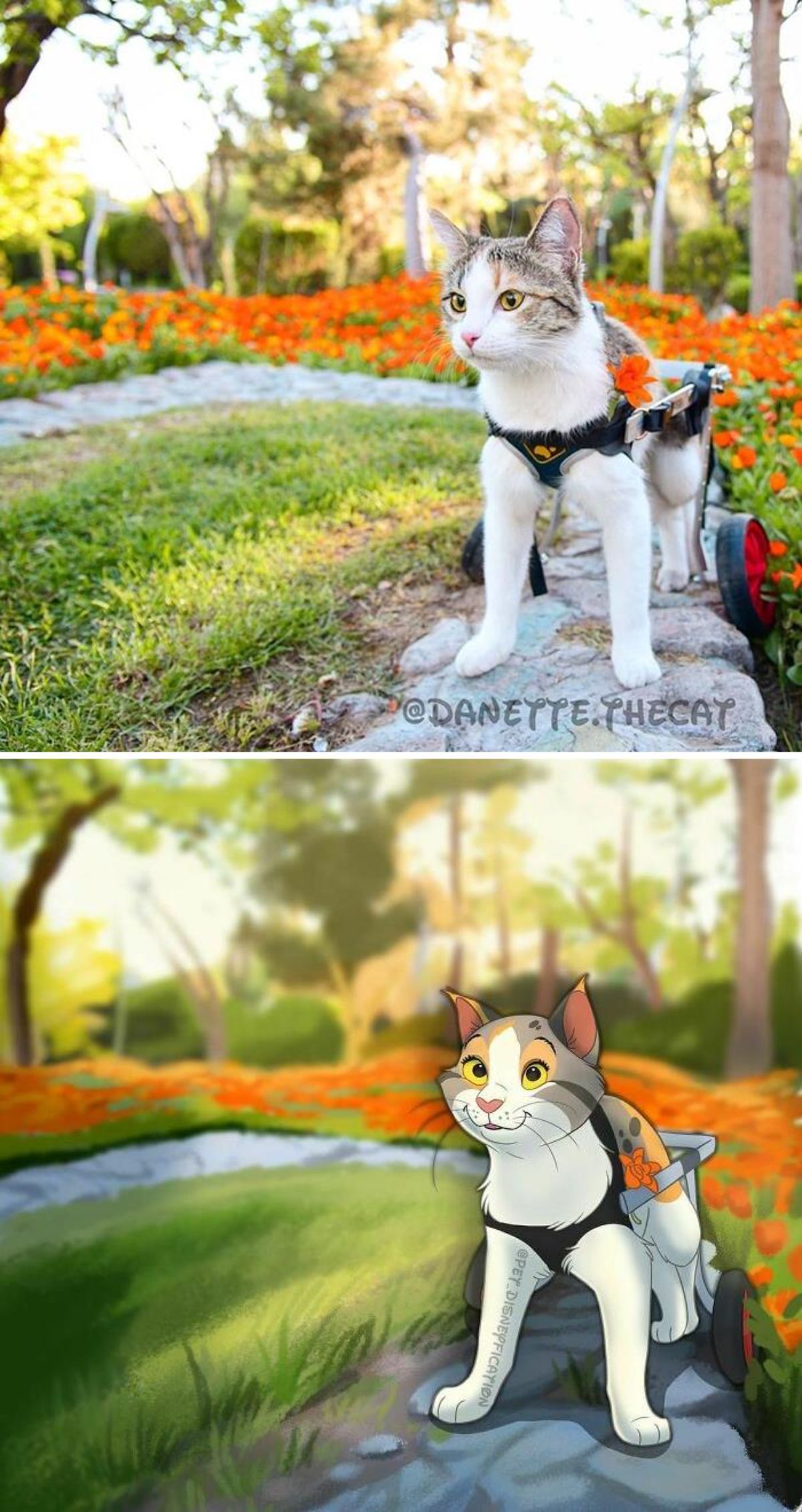 real photo and cartoon image of a brown and white tabby cat using a wheel legsstanding on a rock in a park