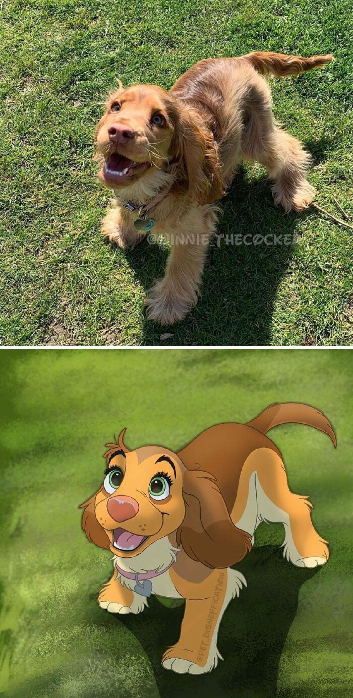 real photo and cartoon image of a brown cocker spaniel on grass