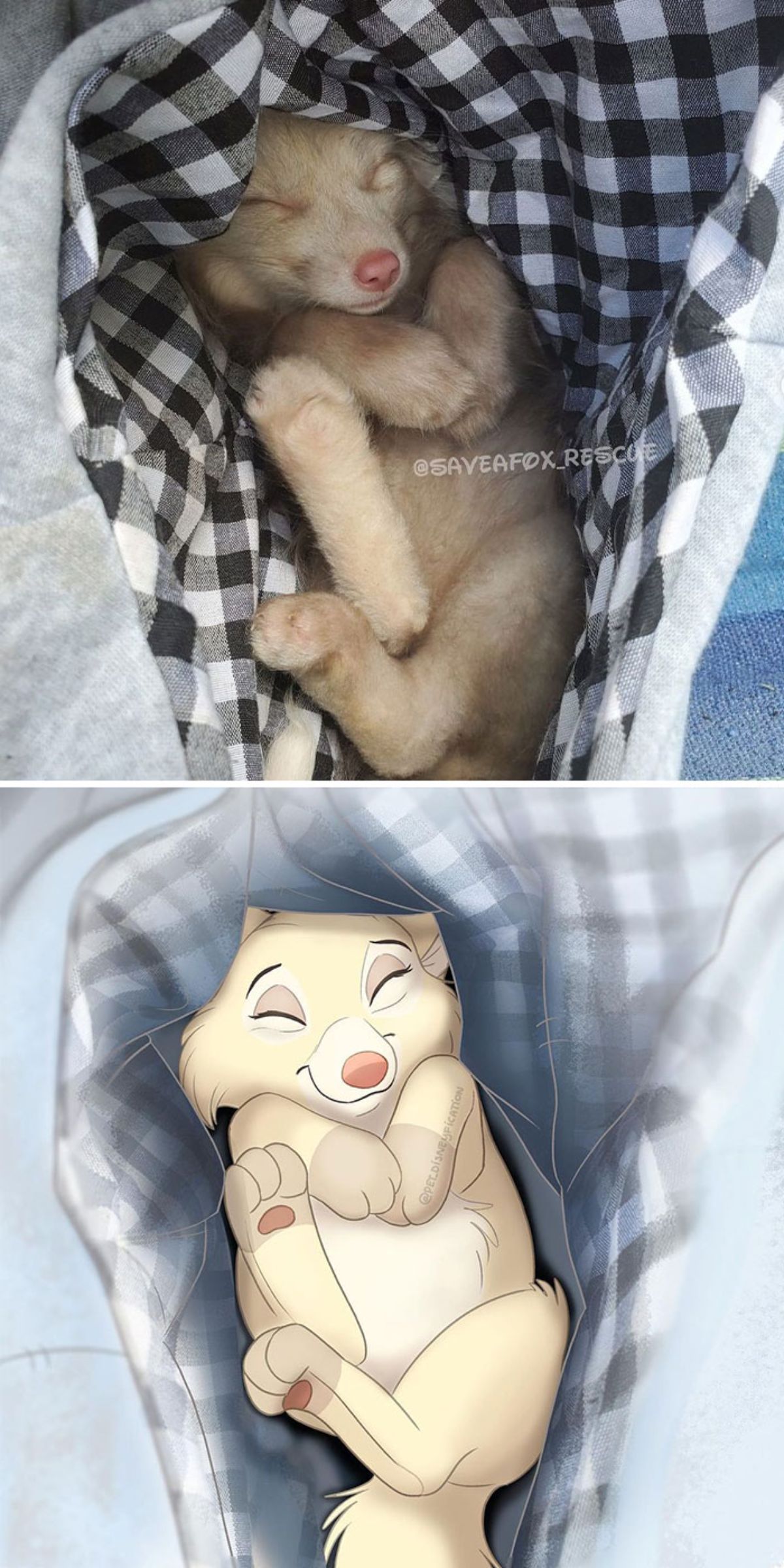 real photo and cartoon image of a brown fox cub sleeping in a black and white checked bed