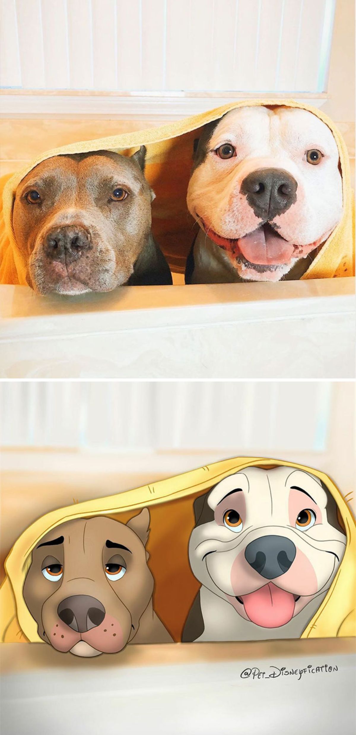 real photo and cartoon image of a brown pitbull and a white and black pitbull with a yellow towel on their heads