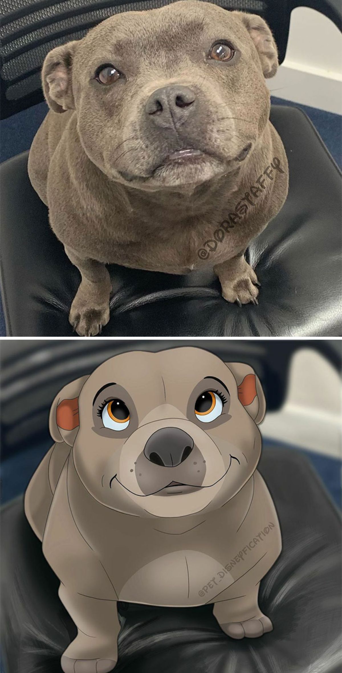 real photo and cartoon image of a brown pitbull sitting on a black ottoman and looking up