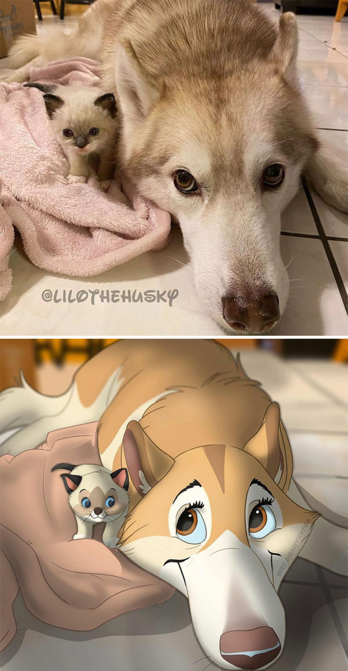 real photo and cartoon image of a light brown siamese kitten laying on a pink blanket next to a brown husky laying on the floor